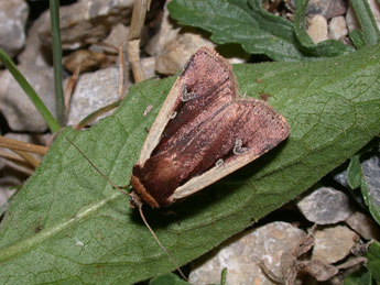 Ochropleura plecta L. adulte - Philippe Mothiron