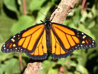 Danaus plexippus L. adulte - ©Serge Wambeke