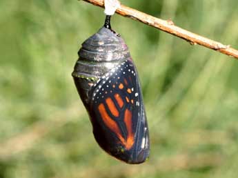  Chrysalide de Danaus plexippus L. - Serge Wambeke