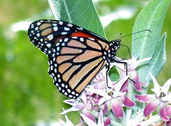 Danaus plexippus L. adulte - Philippe Mothiron