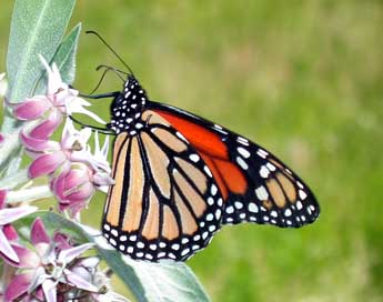 Danaus plexippus L. adulte - ©Philippe Mothiron