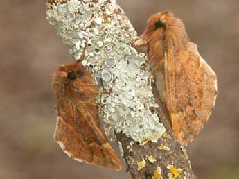 Ptilophora plumigera D. & S. adulte - Daniel Morel