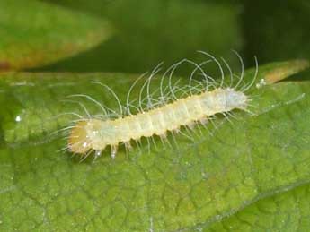  Chenille de Ptilophora plumigera D. & S. - ©Philippe Mothiron