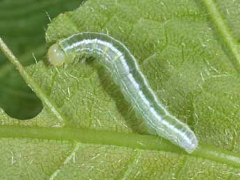  Chenille de Ptilophora plumigera D. & S. - ©Philippe Mothiron