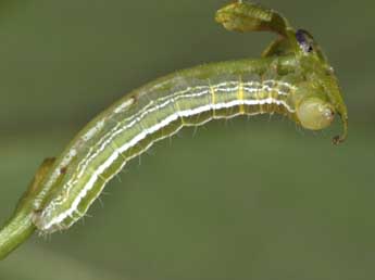  Chenille de Ptilophora plumigera D. & S. - ©Philippe Mothiron