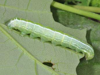  Chenille de Ptilophora plumigera D. & S. - ©Philippe Mothiron