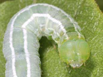  Chenille de Ptilophora plumigera D. & S. - Philippe Mothiron