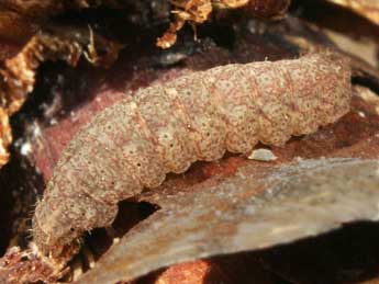  Chenille de Polypogon plumigeralis Hb. - ©Emilien Teulier