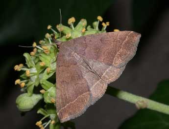 Polypogon plumigeralis Hb. adulte - Philippe Mothiron