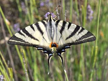 Iphiclides podalirius L. adulte - Philippe Mothiron