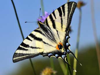 Iphiclides podalirius L. adulte - Jean-Franois Maradan