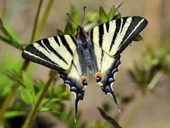 Iphiclides podalirius L. adulte - ©Jean-Franois Maradan