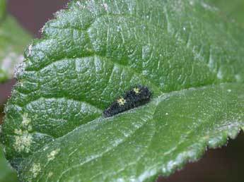  Chenille de Iphiclides podalirius L. - Philippe Mothiron