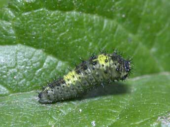  Chenille de Iphiclides podalirius L. - ©Philippe Mothiron