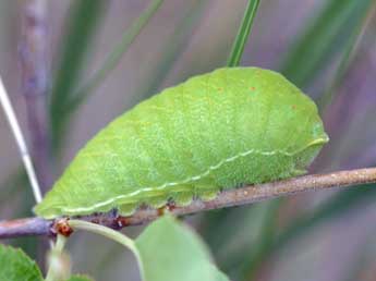  Chenille de Iphiclides podalirius L. - Daniel Morel