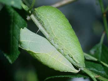  Chenille de Iphiclides podalirius L. - Philippe Mothiron