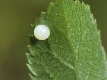  Oeuf de Iphiclides podalirius L. - Philippe Mothiron