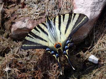 Iphiclides podalirius L. adulte - ©Philippe Mothiron