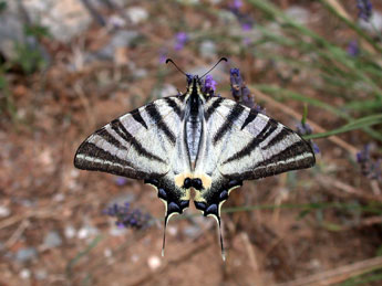 Iphiclides podalirius L. adulte - ©Philippe Mothiron