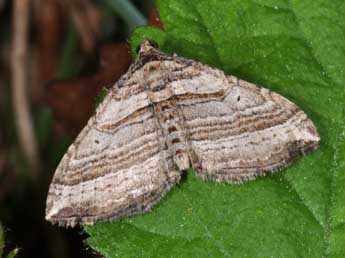 Costaconvexa polygrammata Bkh. adulte - ©Philippe Mothiron