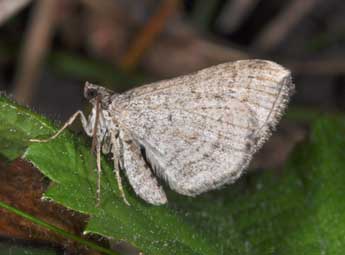 Costaconvexa polygrammata Bkh. adulte - Philippe Mothiron