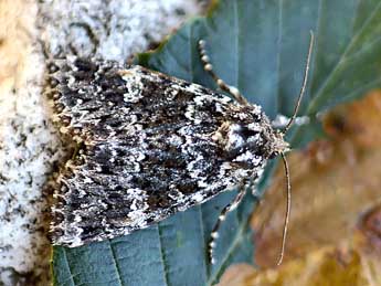 Polymixis polymita L. adulte - Daniel Morel