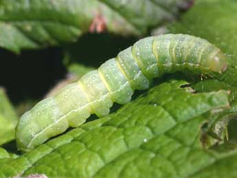  Chenille de Polymixis polymita L. - Serge Wambeke