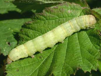  Chenille de Polymixis polymita L. - Serge Wambeke