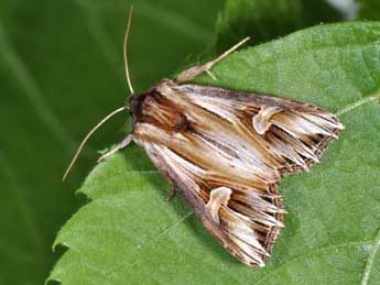 Actinotia polyodon Cl. adulte - ©Philippe Mothiron