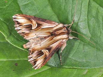 Actinotia polyodon Cl. adulte - Philippe Mothiron