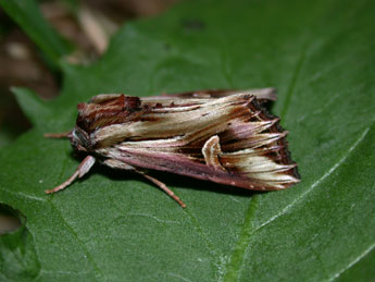 Actinotia polyodon Cl. adulte - ©Philippe Mothiron