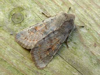 Orthosia populeti F. adulte - ©Nicole Lepertel