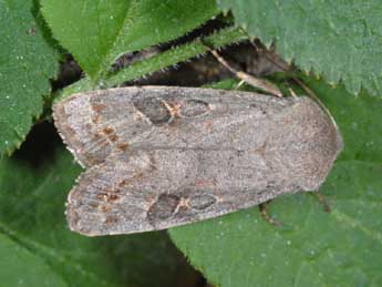 Orthosia populeti F. adulte - ©Alexis Borges