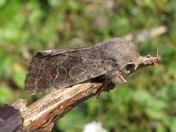 Orthosia populeti F. adulte - ©Benot Mry