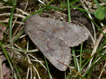 Orthosia populeti F. adulte - Philippe Mothiron