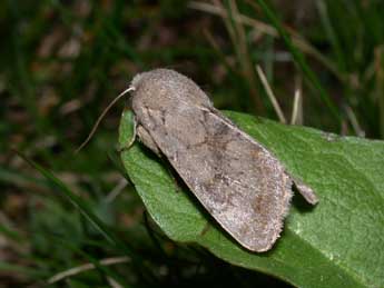 Orthosia populeti F. adulte - Philippe Mothiron