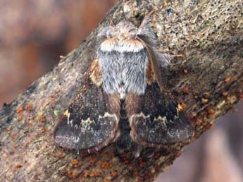 Poecilocampa populi coluchei Var. & Billi adulte - Daniel Morel