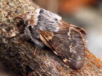 Poecilocampa populi coluchei Var. & Billi adulte - ©Daniel Morel