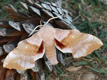 Laothoe populi L. adulte - ©Daniel Morel