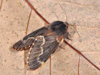 Poecilocampa populi populi L. adulte - Philippe Mothiron