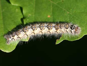  Chenille de Poecilocampa populi populi L. - Daniel Morel