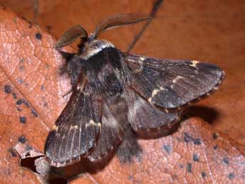 Poecilocampa populi populi L. adulte - Philippe Mothiron