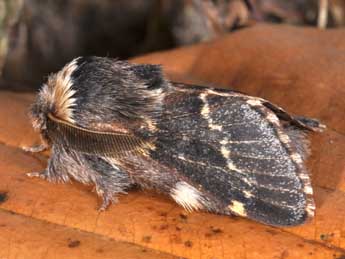 Poecilocampa populi populi L. adulte - Philippe Mothiron