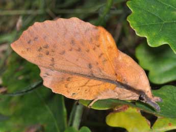 Gastropacha populifolia D. & S. adulte - Philippe Mothiron