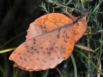 Gastropacha populifolia D. & S. adulte - ©Philippe Mothiron