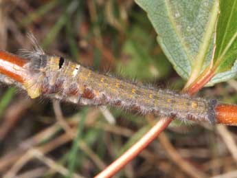  Chenille de Gastropacha populifolia D. & S. - Philippe Mothiron