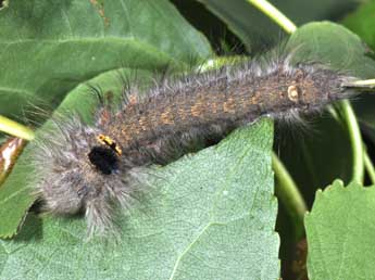  Chenille de Gastropacha populifolia D. & S. - ©Philippe Mothiron