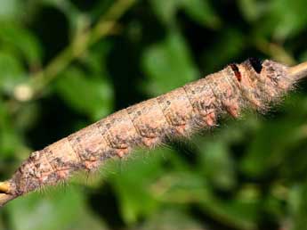  Chenille de Gastropacha populifolia D. & S. - Serge Wambeke