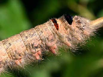  Chenille de Gastropacha populifolia D. & S. - Serge Wambeke