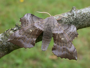 Laothoe populi L. adulte - ©Philippe Mothiron